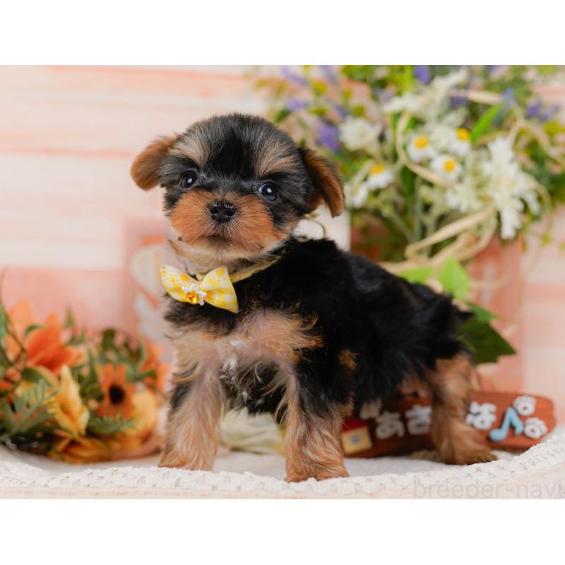 販売中の神奈川県のヨークシャーテリア-427056の10枚目