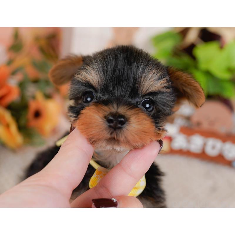 販売中の神奈川県のヨークシャーテリア-427056の8枚目