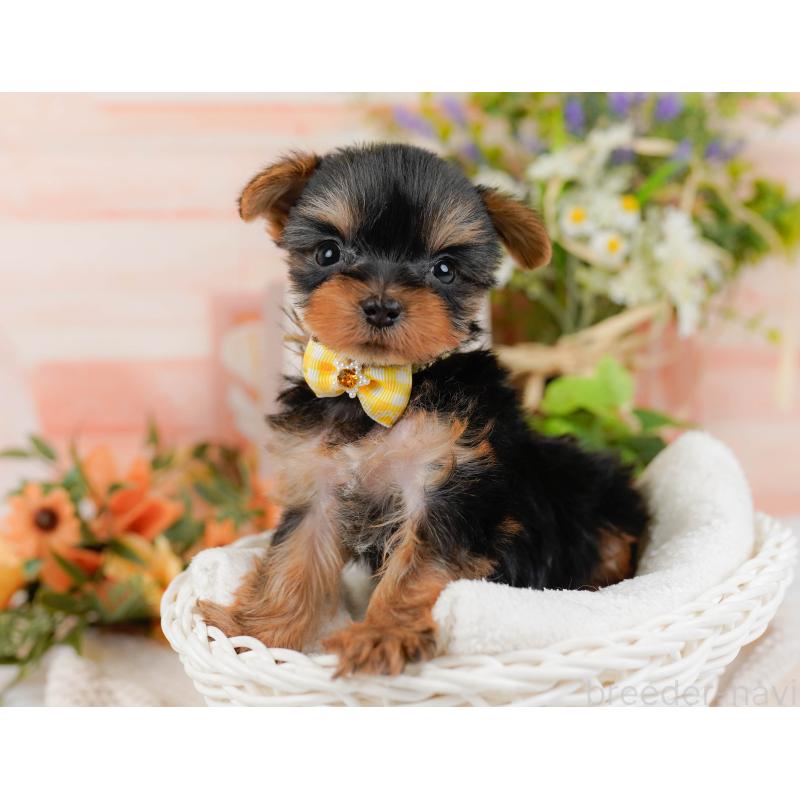 販売中の神奈川県のヨークシャーテリア-427056の7枚目