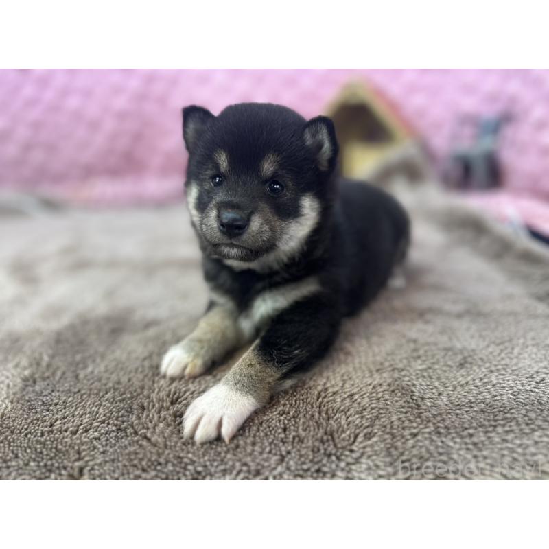 販売中の茨城県の柴犬-427015の10枚目