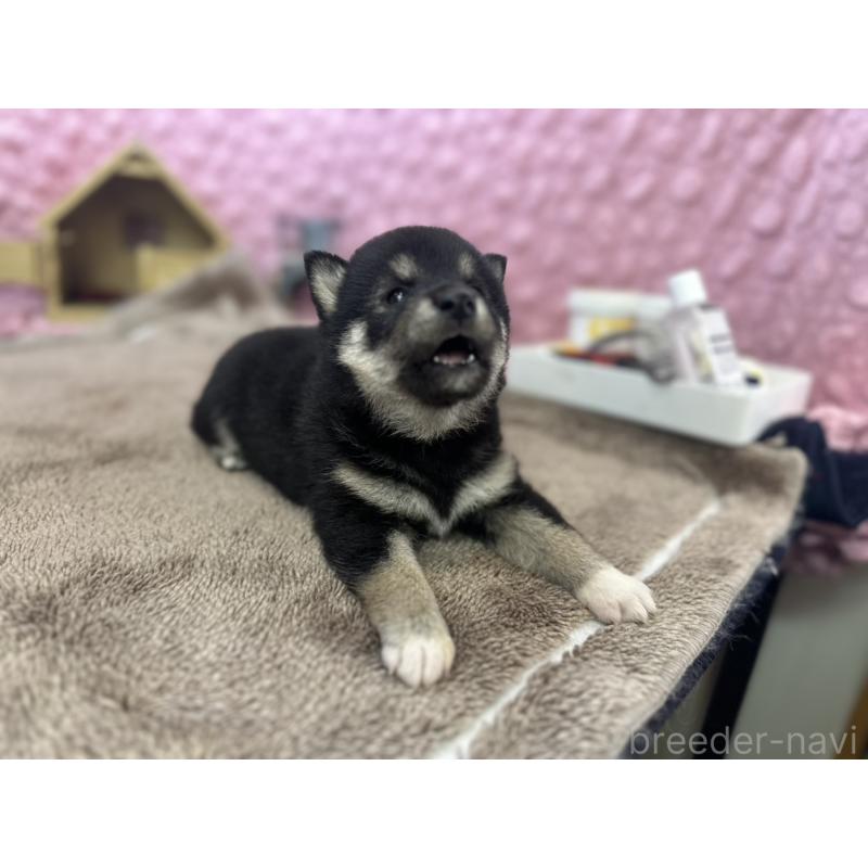 販売中の茨城県の柴犬-427015の9枚目