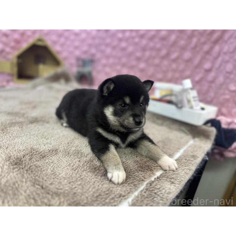 販売中の茨城県の柴犬-427015の8枚目