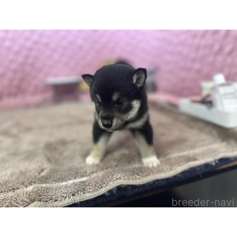 販売中の茨城県の柴犬-427015の7枚目