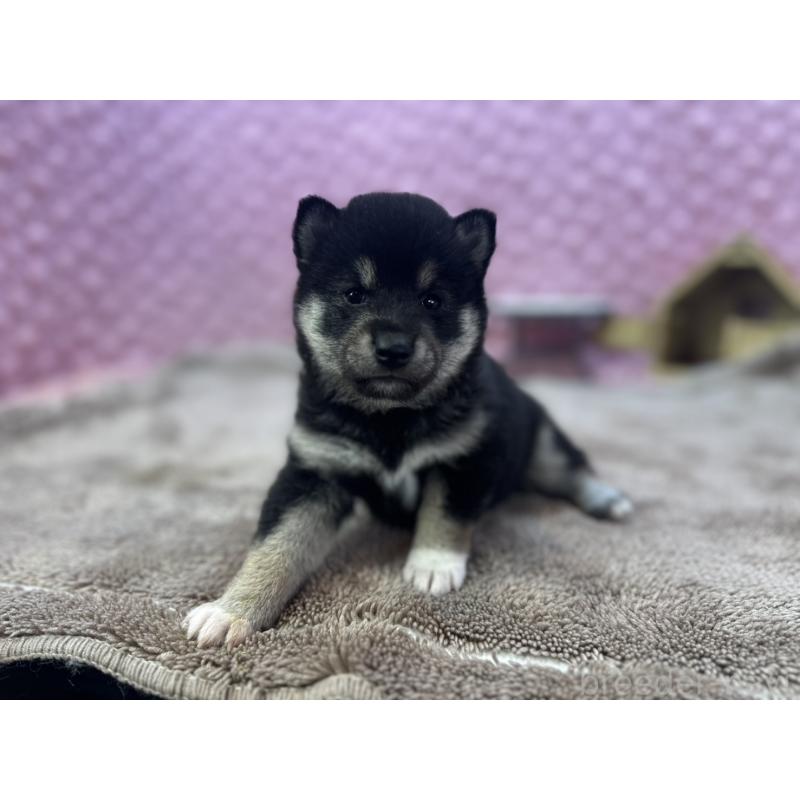 販売中の茨城県の柴犬-427015の6枚目