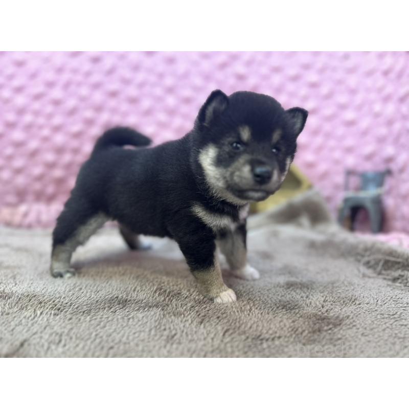 販売中の茨城県の柴犬-427015の1枚目