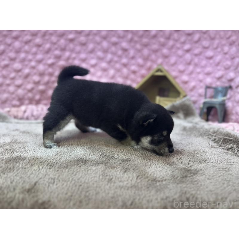 販売中の茨城県の柴犬-427015の5枚目