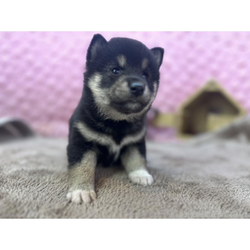 販売中の茨城県の柴犬-427015の3枚目