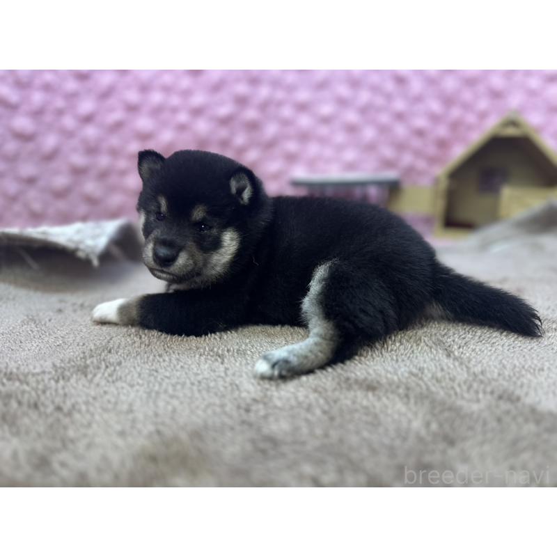 販売中の茨城県の柴犬-427015の4枚目