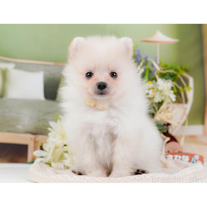 販売中の神奈川県のポメラニアン-427064の14枚目