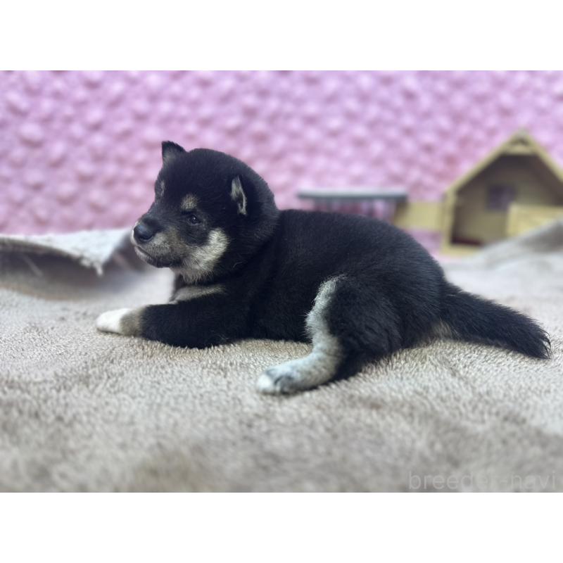 販売中の茨城県の柴犬-427015の2枚目