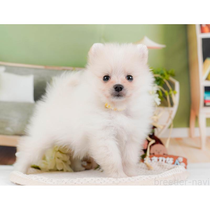 販売中の神奈川県のポメラニアン-427064の13枚目