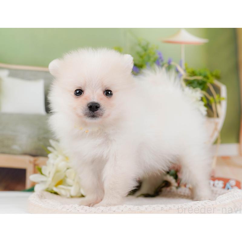 販売中の神奈川県のポメラニアン-427064の11枚目