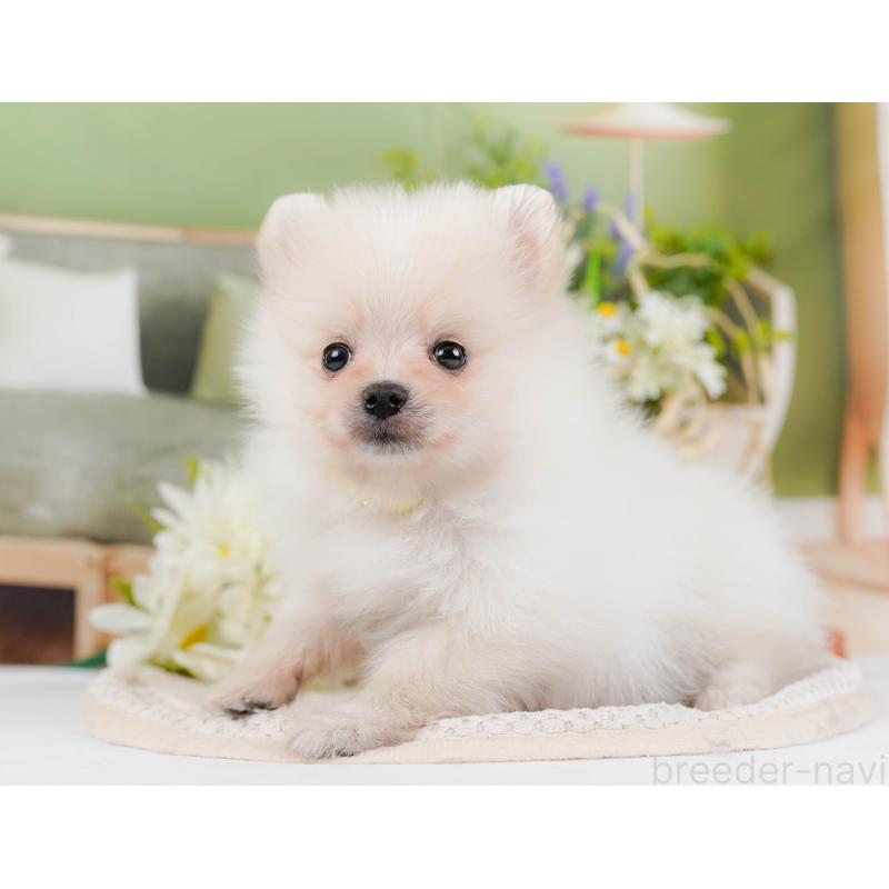 販売中の神奈川県のポメラニアン-427064の10枚目