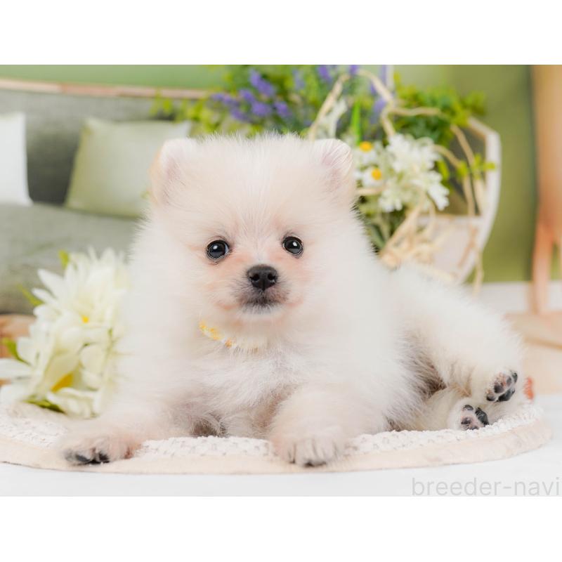 販売中の神奈川県のポメラニアン-427064の9枚目