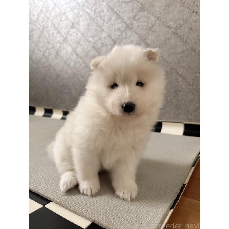 販売中の奈良県のサモエド-423152