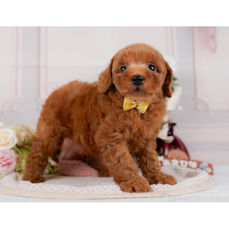 販売中の神奈川県のトイプードル-427067の13枚目