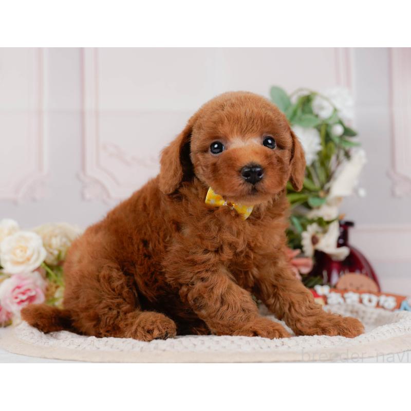 販売中の神奈川県のトイプードル-427067の12枚目