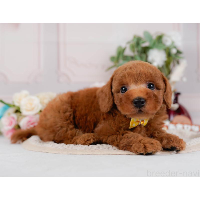 販売中の神奈川県のトイプードル-427067の11枚目