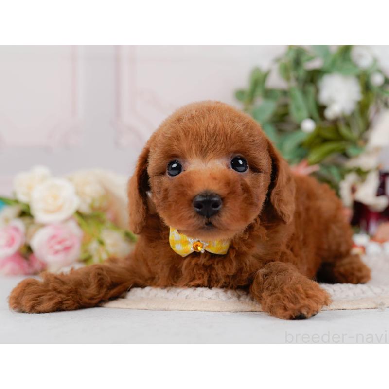 販売中の神奈川県のトイプードル-427067の9枚目