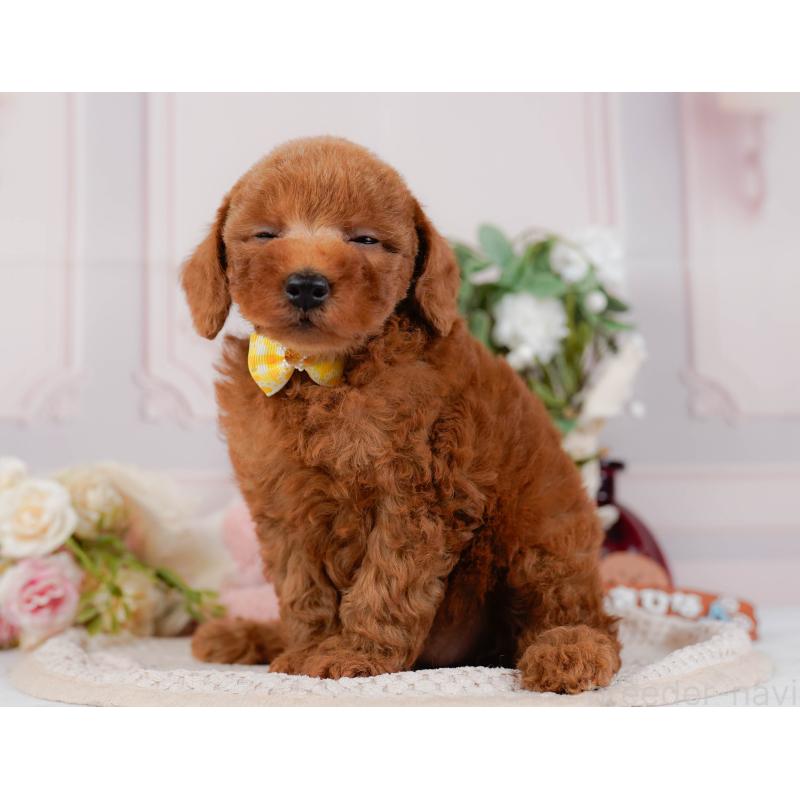 販売中の神奈川県のトイプードル-427067の8枚目