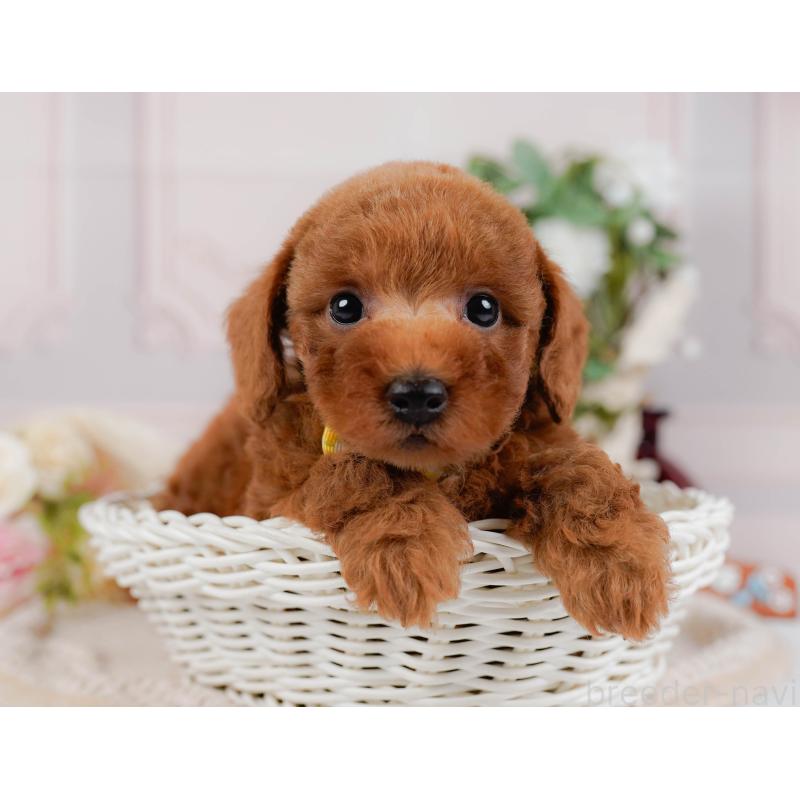 販売中の神奈川県のトイプードル-427067の7枚目