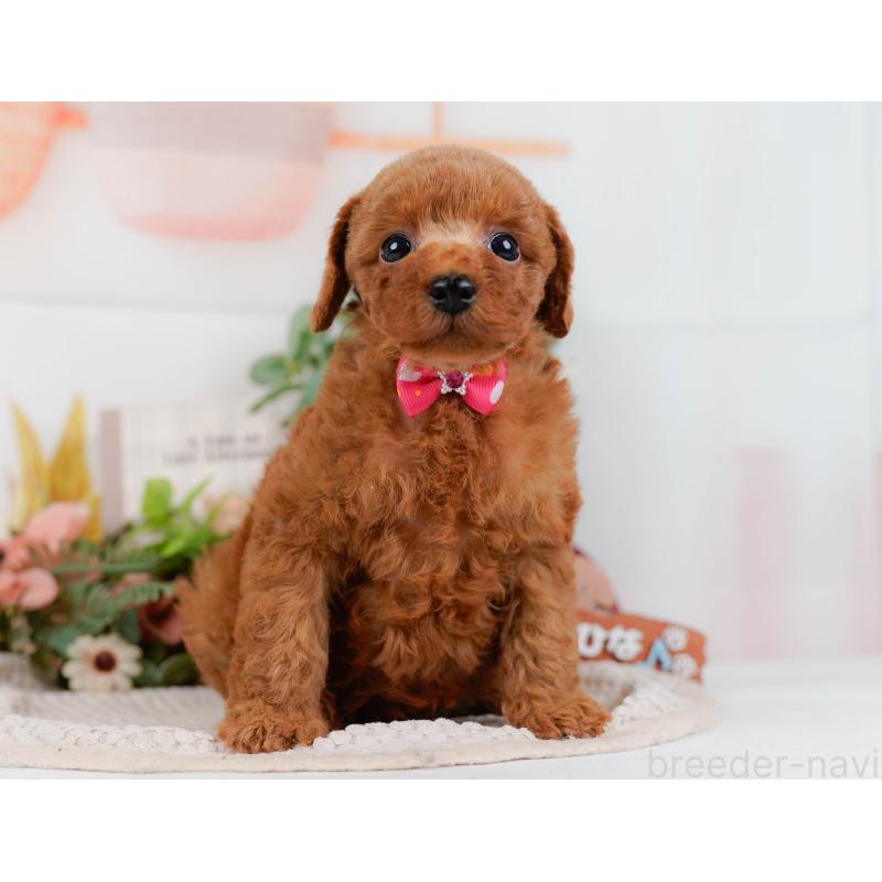 販売中の神奈川県のトイプードル-427069の14枚目