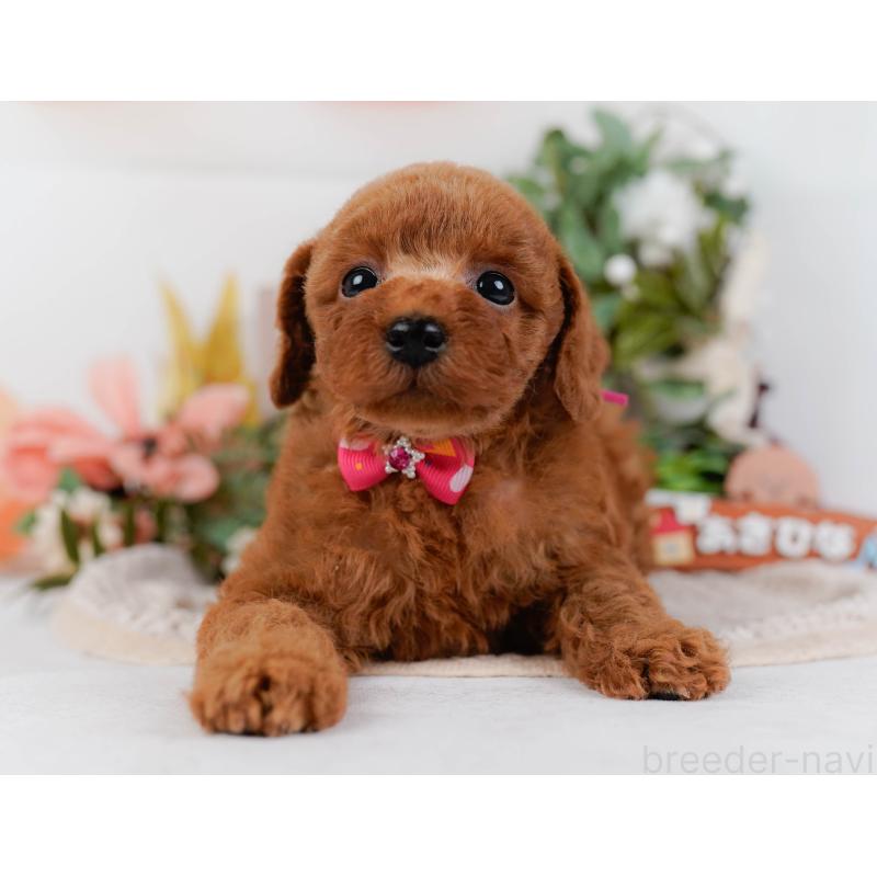 販売中の神奈川県のトイプードル-427069の13枚目