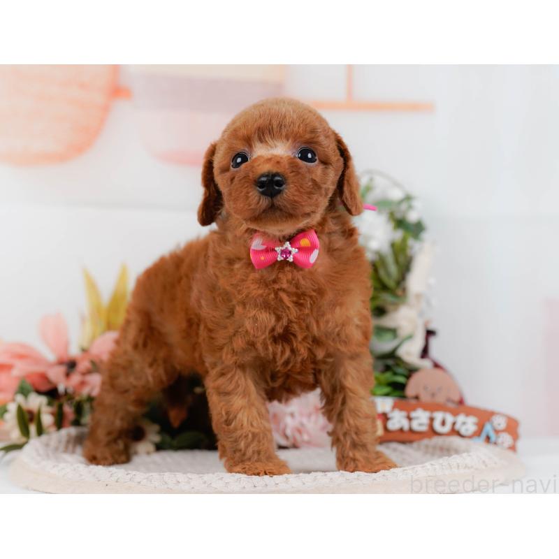 販売中の神奈川県のトイプードル-427069の12枚目