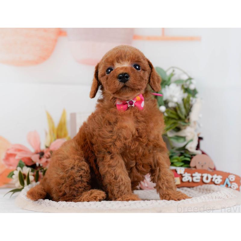 販売中の神奈川県のトイプードル-427069の11枚目