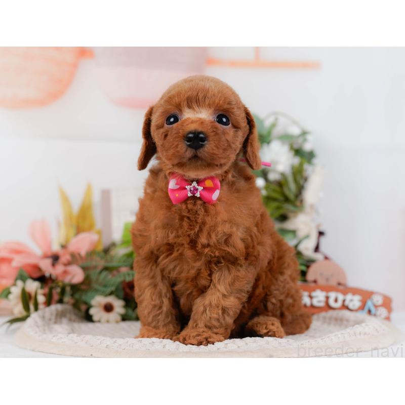 販売中の神奈川県のトイプードル-427069の10枚目