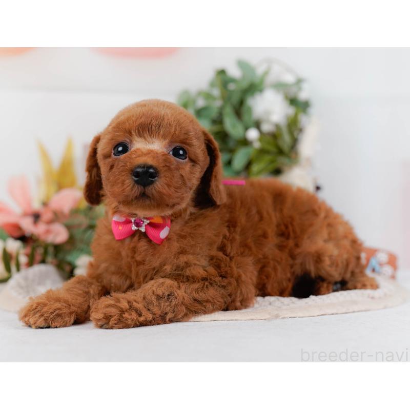 販売中の神奈川県のトイプードル-427069の9枚目