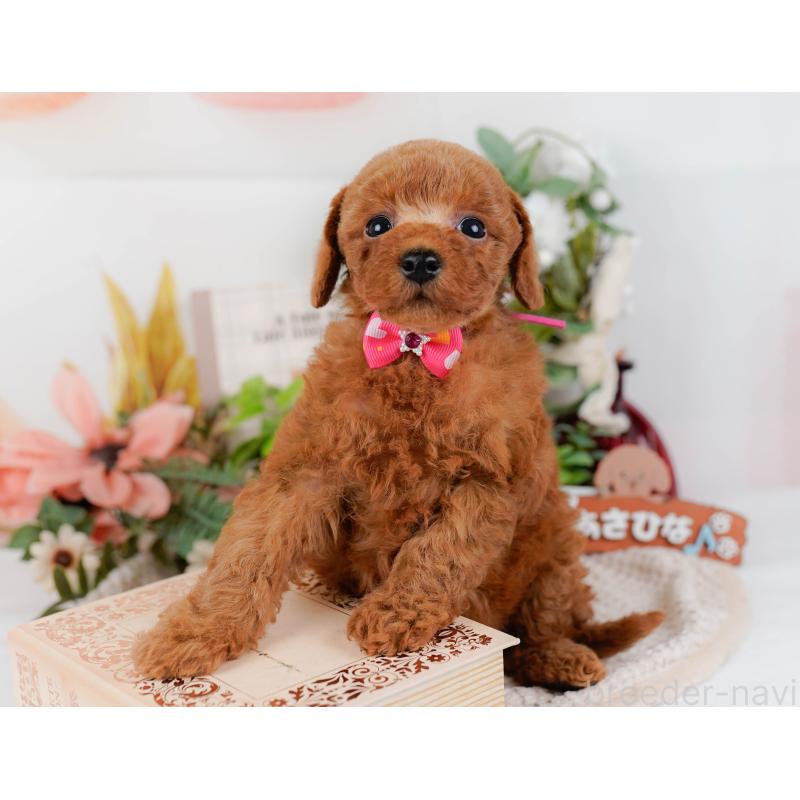 販売中の神奈川県のトイプードル-427069の8枚目