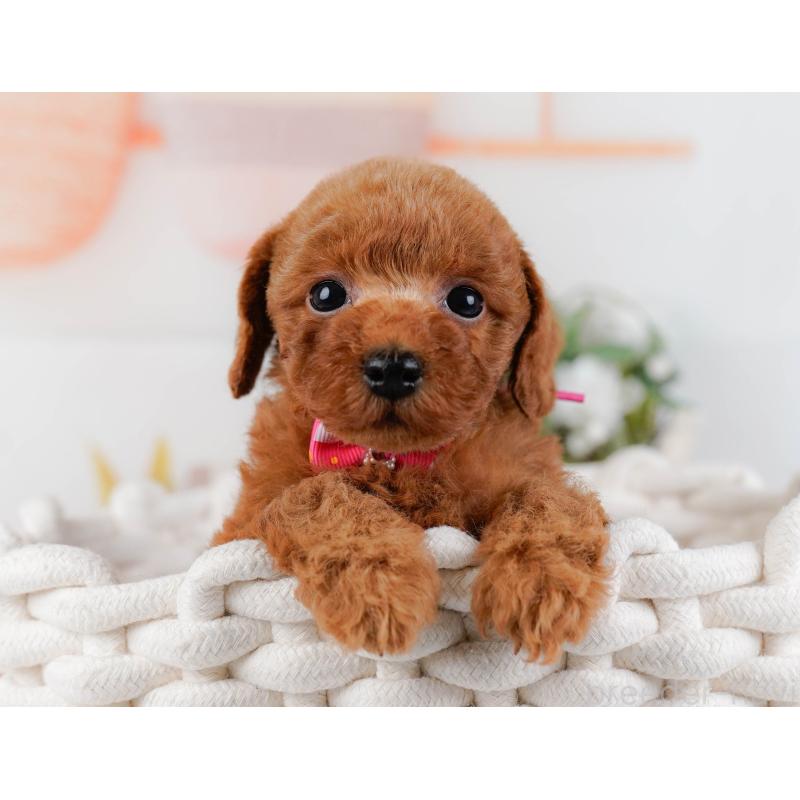 販売中の神奈川県のトイプードル-427069の7枚目