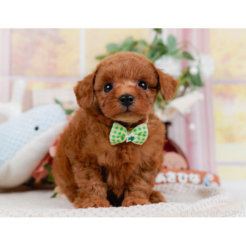 販売中の神奈川県のトイプードル-427071の14枚目