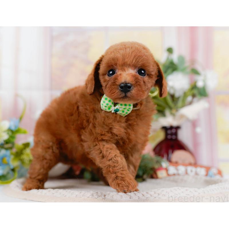 販売中の神奈川県のトイプードル-427071の13枚目