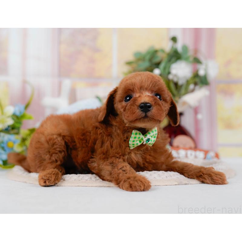 販売中の神奈川県のトイプードル-427071の12枚目