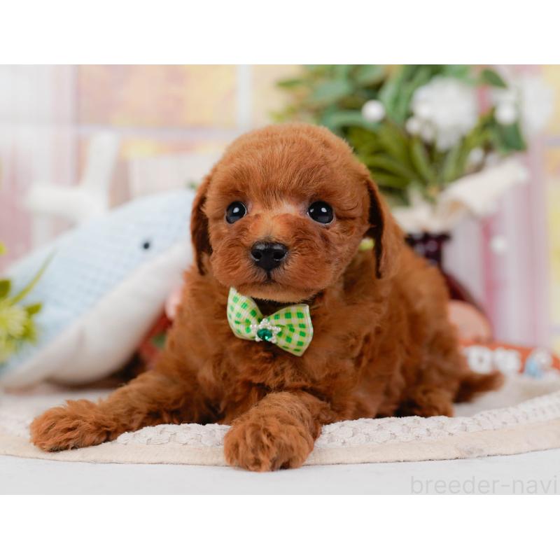 販売中の神奈川県のトイプードル-427071の10枚目