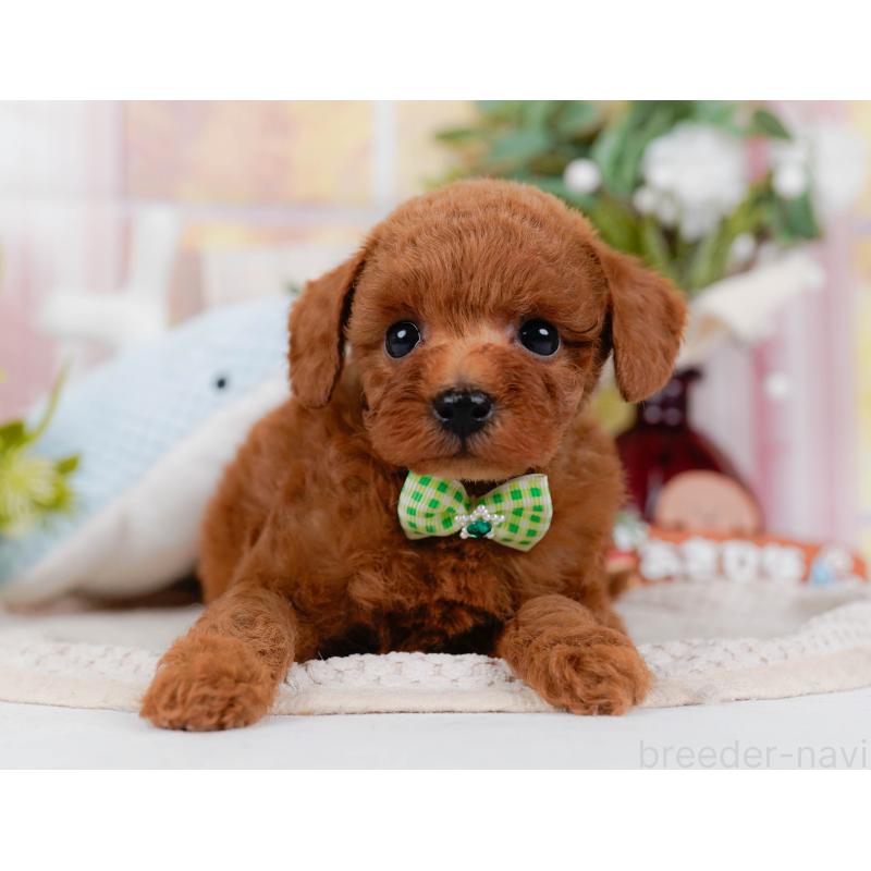 販売中の神奈川県のトイプードル-427071の9枚目