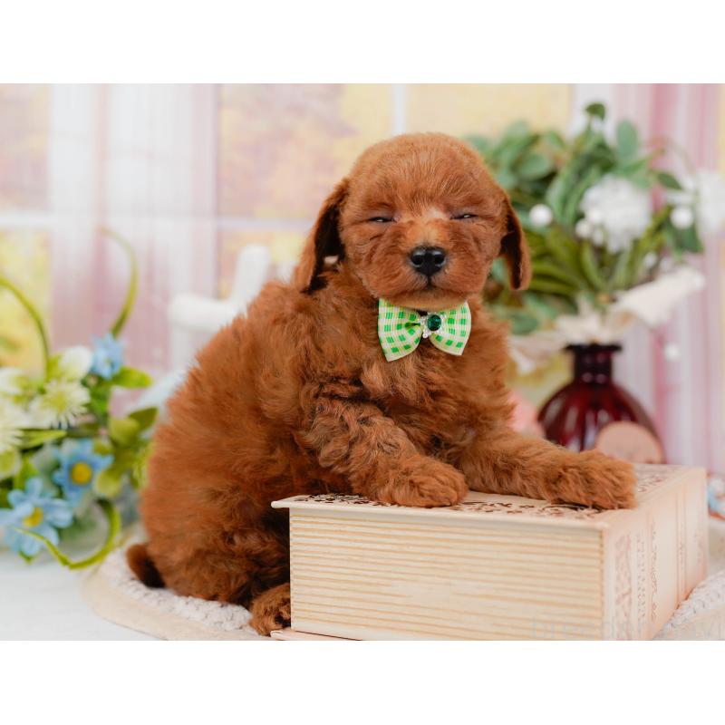 販売中の神奈川県のトイプードル-427071の8枚目