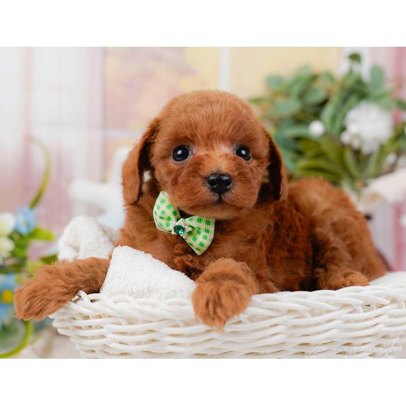 販売中の神奈川県のトイプードル-427071の7枚目