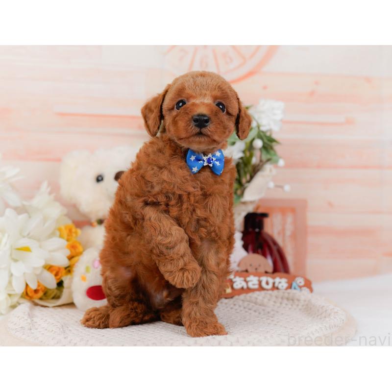 販売中の神奈川県のトイプードル-427075の14枚目