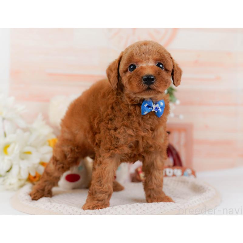 販売中の神奈川県のトイプードル-427075の13枚目