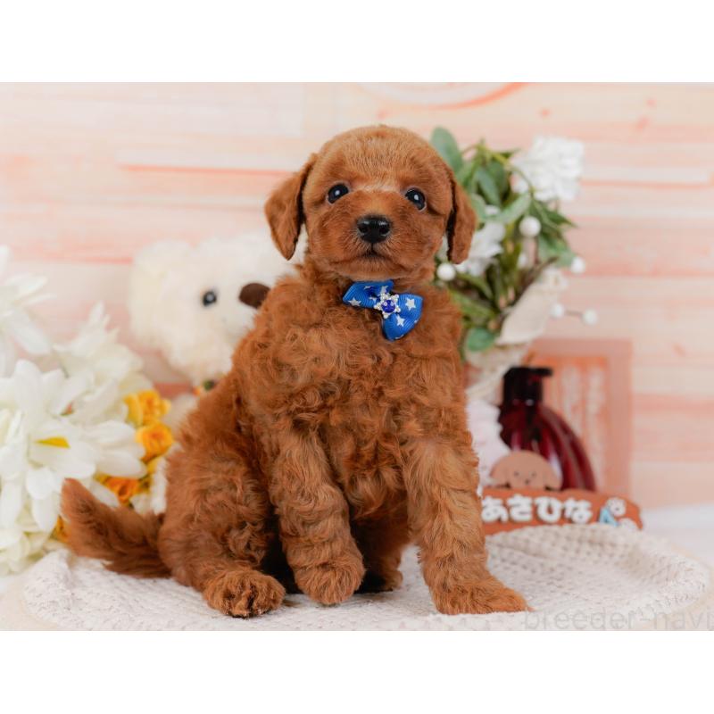 販売中の神奈川県のトイプードル-427075の12枚目