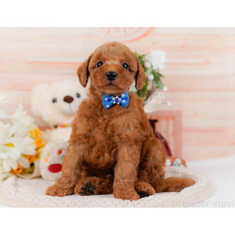 販売中の神奈川県のトイプードル-427075の11枚目