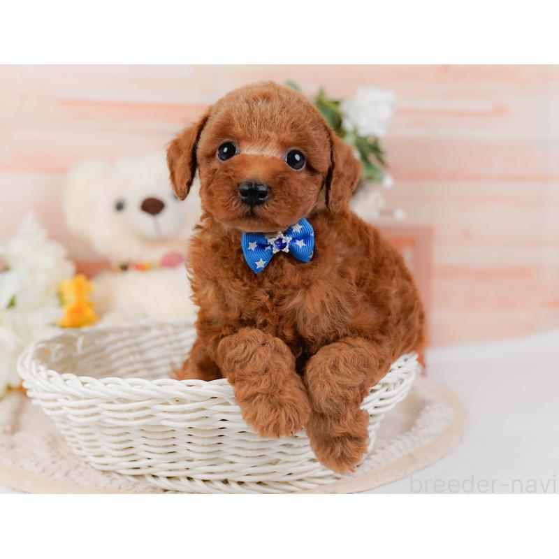 販売中の神奈川県のトイプードル-427075の7枚目