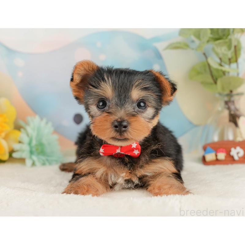 販売中の静岡県のヨークシャーテリア-427902の10枚目