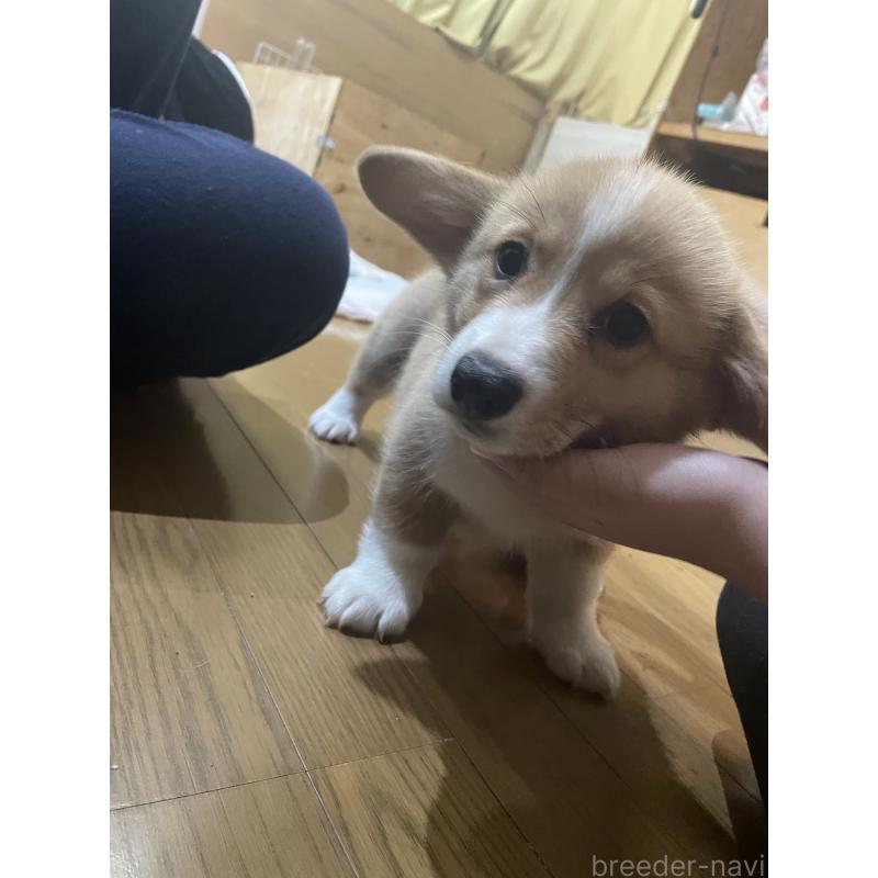 販売中の滋賀県のウェルシュコーギーペンブローク-427019の4枚目