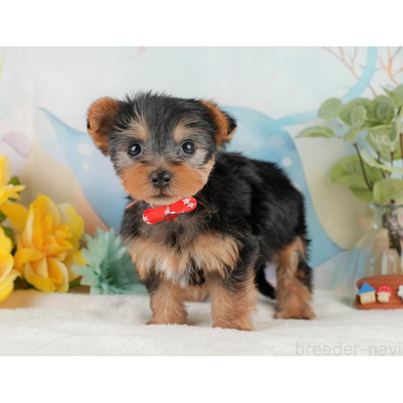 販売中の静岡県のヨークシャーテリア-427902の9枚目