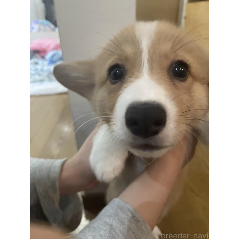 販売中の滋賀県のウェルシュコーギーペンブローク-427019の3枚目