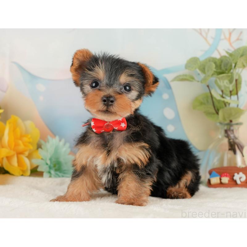 販売中の静岡県のヨークシャーテリア-427902の8枚目